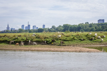 Fototapeta na wymiar Goats on a small islet on the River Vistula in Warsaw, capital city of Poland