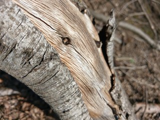 fallen tree exposed wood under stripped bark close up