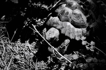 A land turtle in the garden is looking for clover to eat (Pesaro, Italy, Europe)