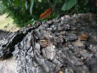 ancient tree bark