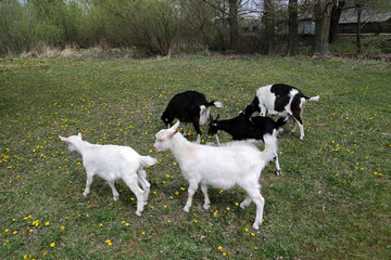 White and black goats in a meadow with green grass and yellow dandelions