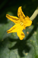 Beautiful yellow flower of cucumber blooming in greenhouse. Close-up. Green leaves and stems in the background