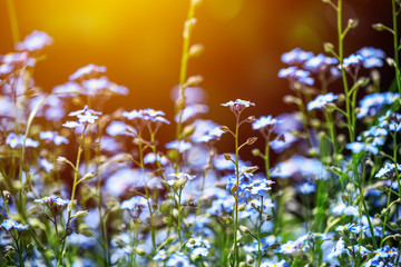 Blaue Vergissmeinnicht Blumen im Sonnenschein