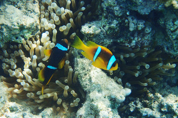 Fototapeta na wymiar orange clown fish