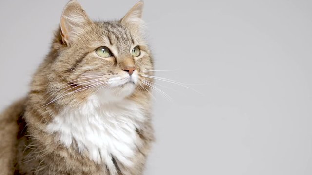 cute cat on gray studio background, fluffy Siberian cat licking, concept of pets, domestic animals