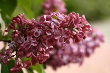 Spring morning. In a botanical garden the lilac blossoms. An inflorescence with flowers of rare dark rather dirty-pink color.