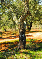 Cork oak trunks marked with white numbers according to the year of the cork harvest. Springtime in Alentejo near the city of Evora, Portugal.