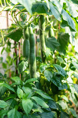 Fresh bunch of green ripe natural cucumbers growing on a branch in homemade greenhouse. Blurry background and copy space for your advertising text message