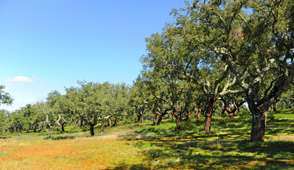 Springtime in Alentejo, Portugal. Cork oak forest landscape near Evora.