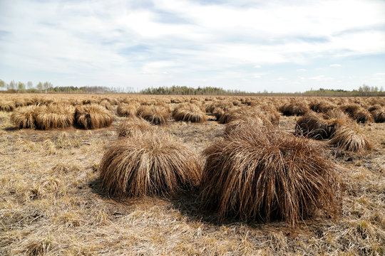 The Olmanskie Marshes Nature Reserve Is The Largest Complex Of Upland, Transitional And Lowland Marshes In Europe, Which Has Survived To This Day In Its Natural State.