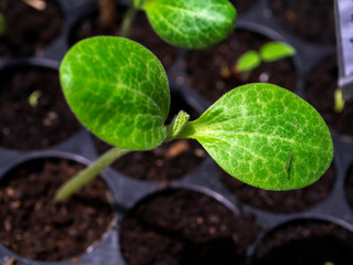 Growth of zucchini seedlings