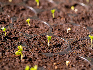 Close up Growing Kale Seedlings