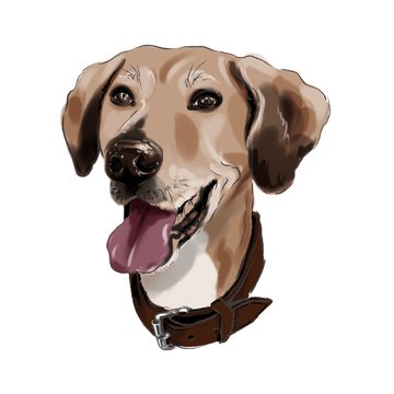 dog with chain drawing closeup brown purebred Illustration 