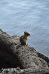 Chipmunk staring out over the water.