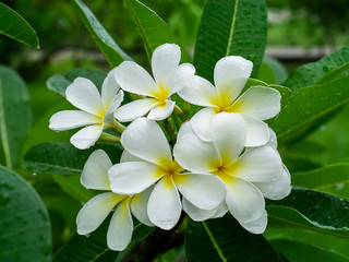 Fototapeta na wymiar Close up of White Frangipani flower