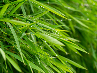 Fresh bamboo leaves with water drop