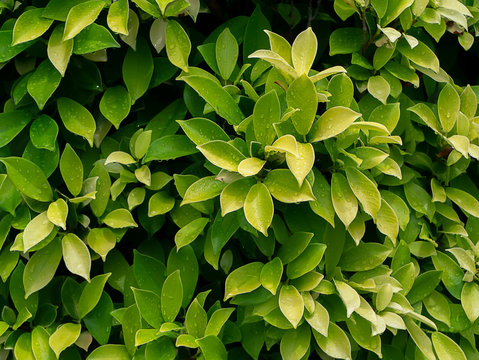 Chinese Bangan, Indian Laurel, Malay Bangan Tree