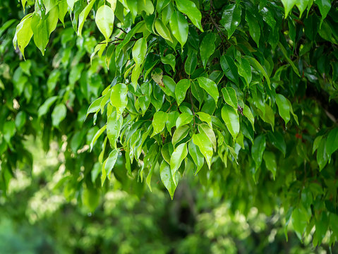 Chinese bangan, Curtain fig, Glossy &ndash; leaf fig, Indian laurel, Malay bangan