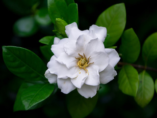 Obraz na płótnie Canvas White Gardenia flower or Cape Jasmine