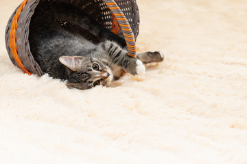 Cute gray kitten lies in a wicker basket on a cream fur plaid., copy space