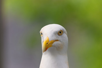 close up of herring gulls head - Powered by Adobe