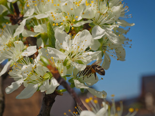 Close up foto of apple tree blossoms with bee