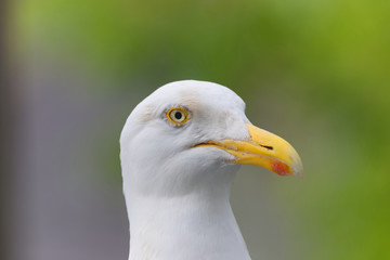 close up of herring gulls head