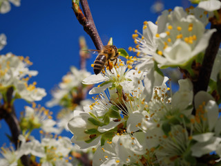 Close up foto of apple tree blossoms with bee