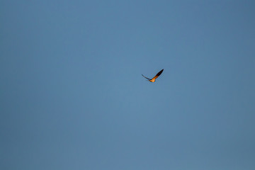 Sunlit barn swallow flying through air