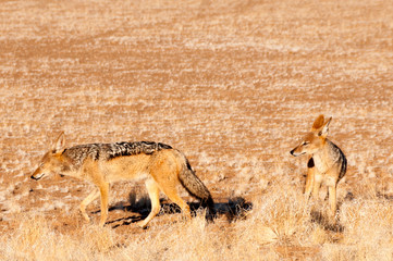 Schabrackenschakale in der Wüste Namib