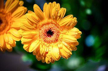 Beautiful flowers with raindrops on it in a garden.