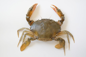 Raw giant mud crab isolated on white background