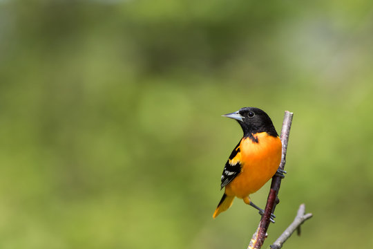 Baltimore Oriole, Icterus galbula, perched on branch soft green background