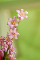 Elegant, fragile, delicate flower similar to a pink bell, atural spring vertical background