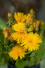 Bunch of bright colorful dandelions, flowers closeup, natural background, concept of spring, summer, holidays and gifts