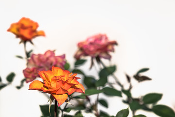 Orange and pink roses against white background
