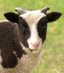 portrait of a lamb