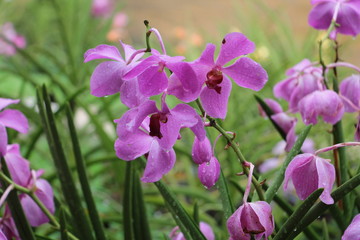 Beautiful flowers with droplets after the rain. Gardens in Kuala Lumpur.