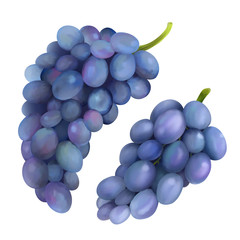 A bunch, a cluster of grapes. Freshly harvest purple grape.  A vector illustration isolated on a white background.