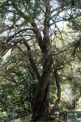 Tree in a park