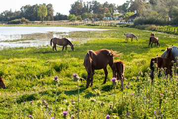 Caballos en las marismas de Doñana, Huelva, Andalucía, España