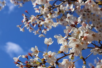 綺麗に咲く桜と青空の背景