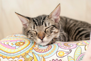 cachorro de gato doméstico atigrado durmiendo