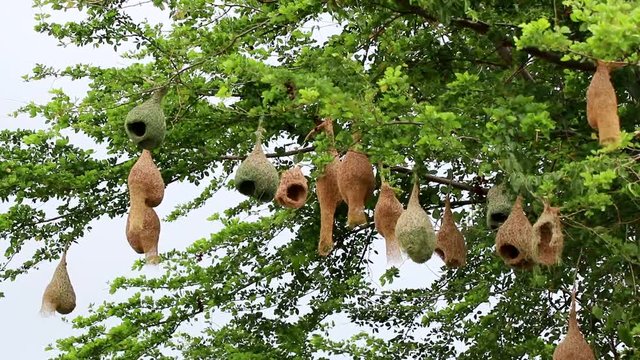 Sparrow nest hanging on the tree live together as a society.