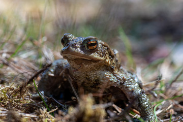 Close up of a green speckled frog in sunlight