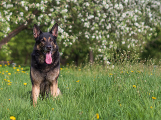 German shepherd portrait on a natural background, copy space
