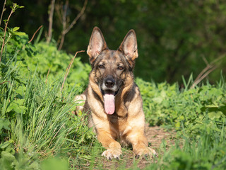 German shepherd portrait on a natural background
