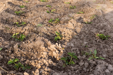 Young strawberry seedling in the sandy soil