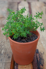 Homegrown thyme in a terracotta pot