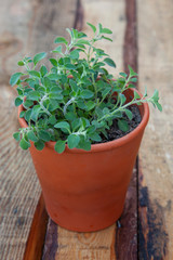 Home grown oregano herbs in a terracotta pot